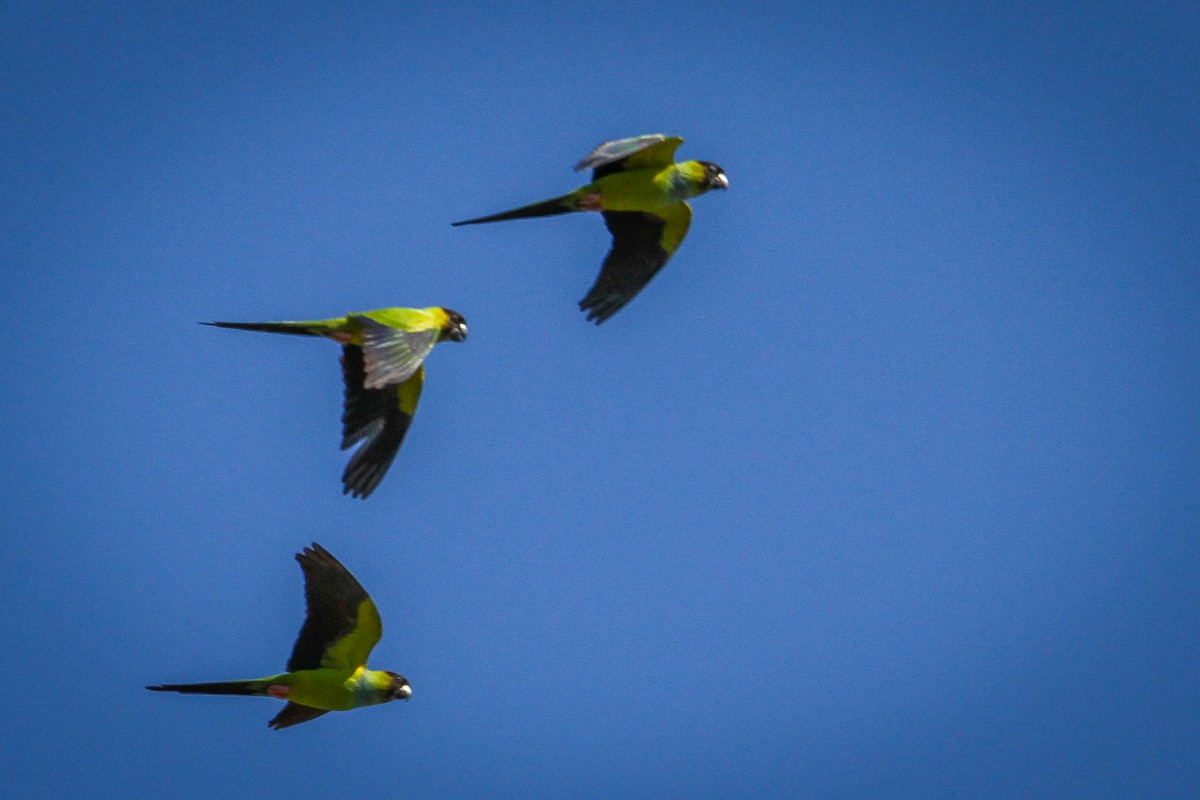 Nanday Parakeet - ML615298888