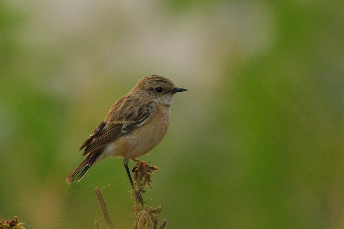 Siberian Stonechat - Mayur Patel