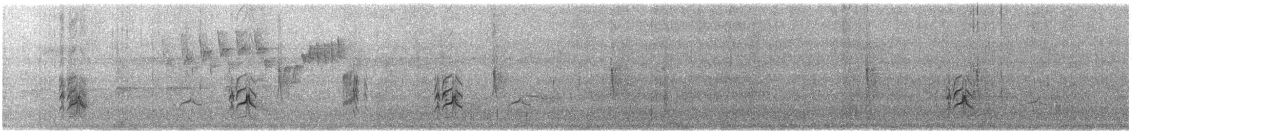mørkhettetyrann (lawrenceii gr.) - ML615298925
