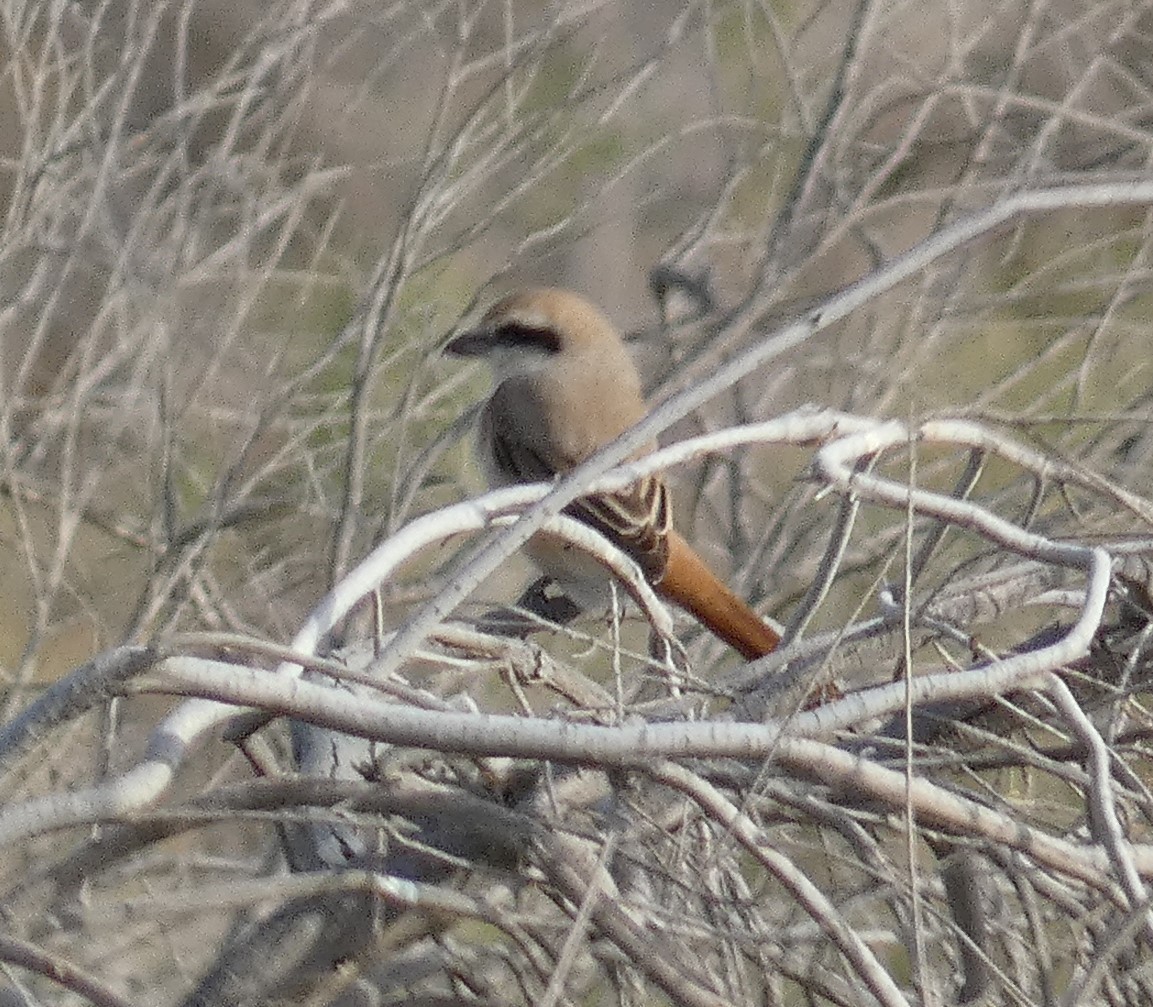 Red-tailed Shrike - ML615298954