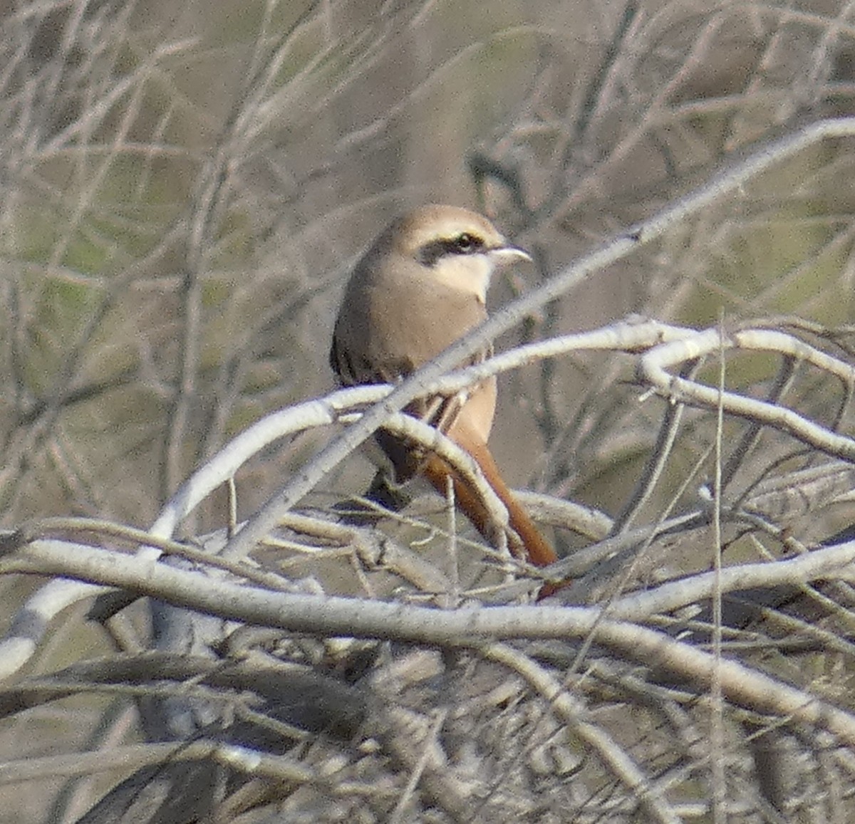 Red-tailed Shrike - ML615298955