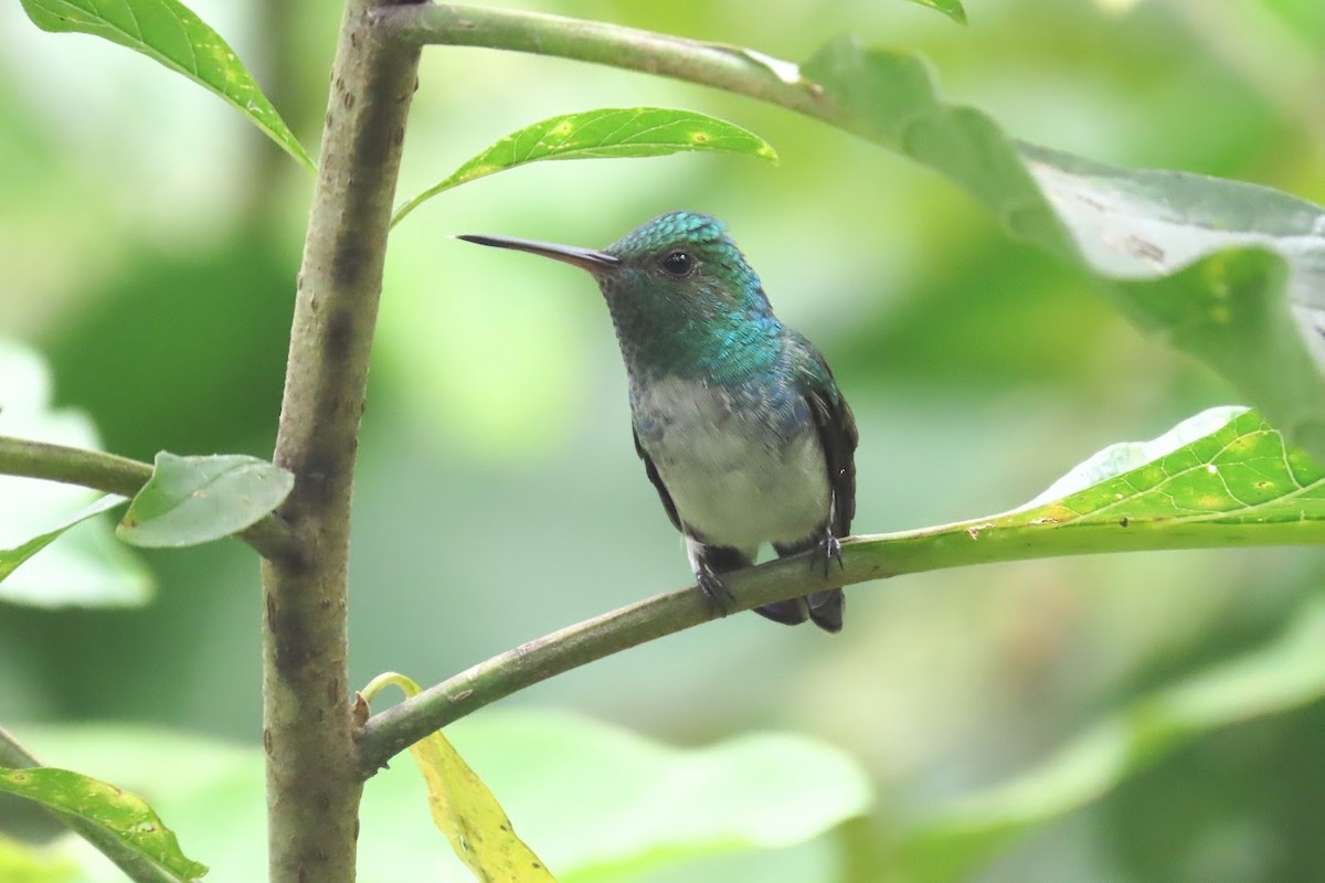 Violet-bellied Hummingbird - ML615298967