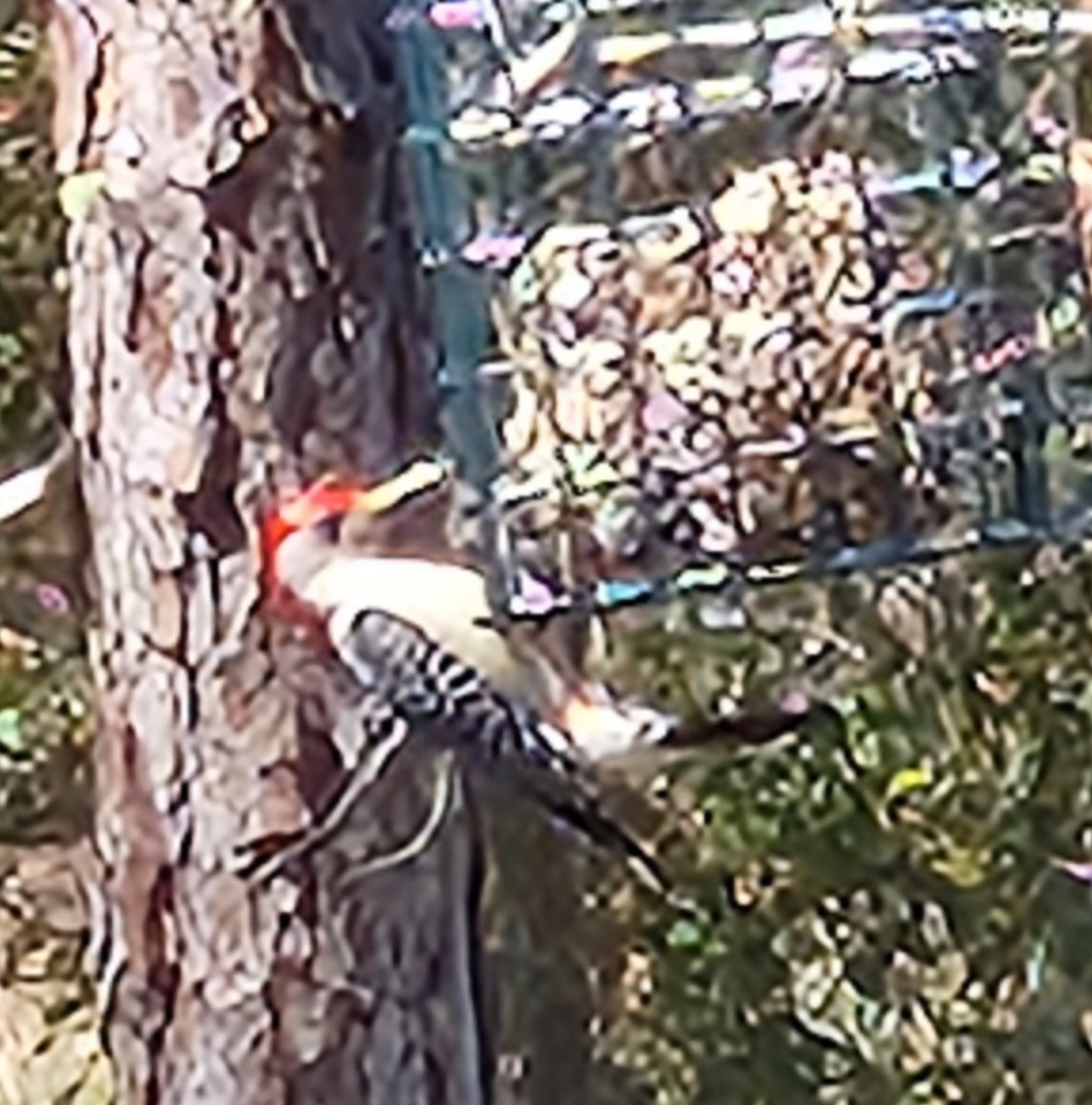 Red-bellied Woodpecker - Sheril MANCINO