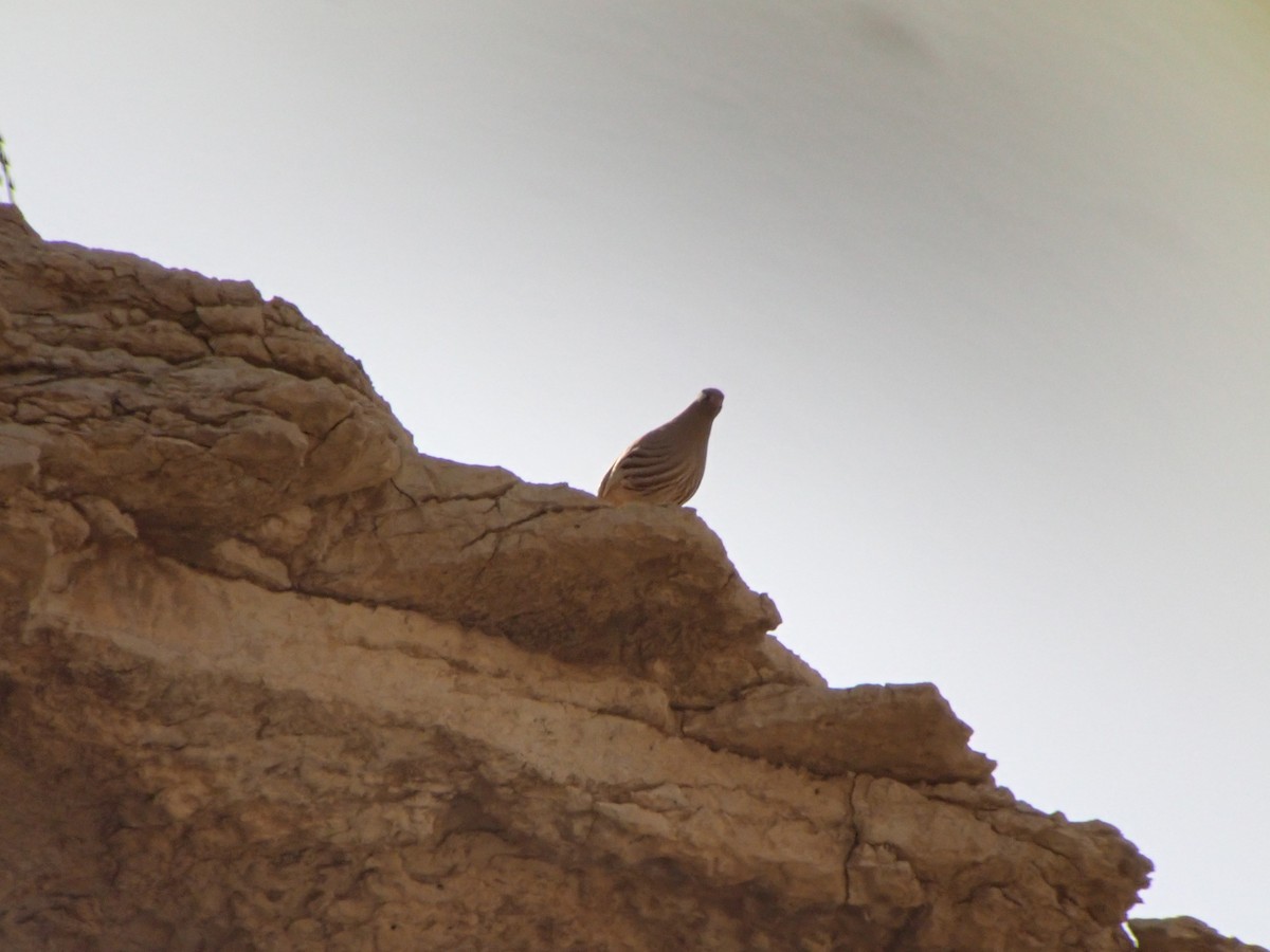 Sand Partridge - ML615299091