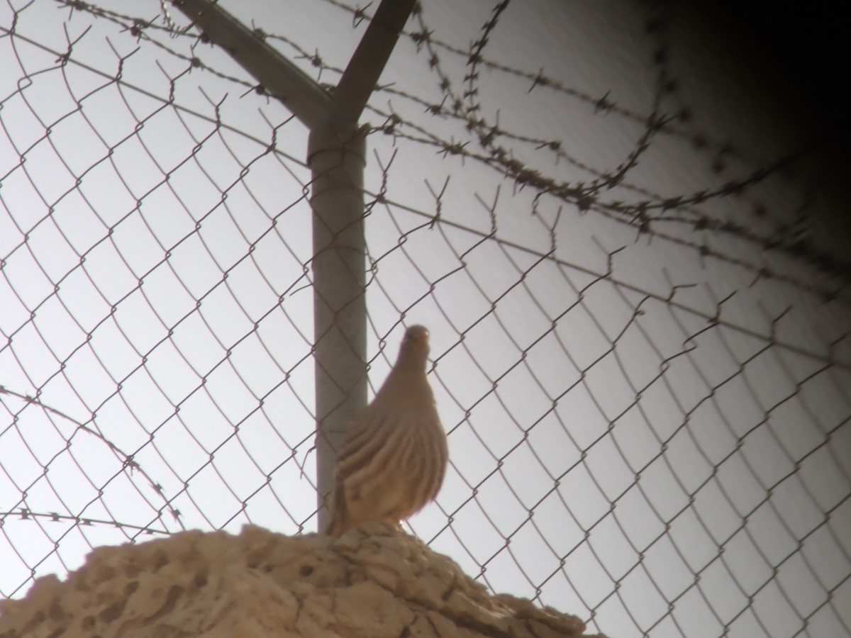 Sand Partridge - ML615299092