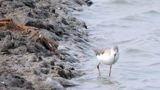 Marsh Sandpiper - ML615299144