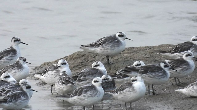 Red-necked Phalarope - ML615299178