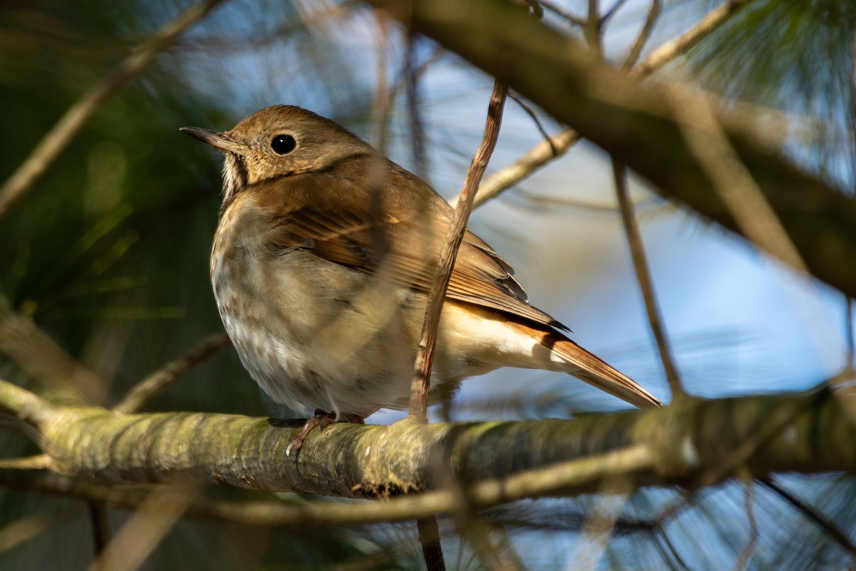 Hermit Thrush - ML615299228