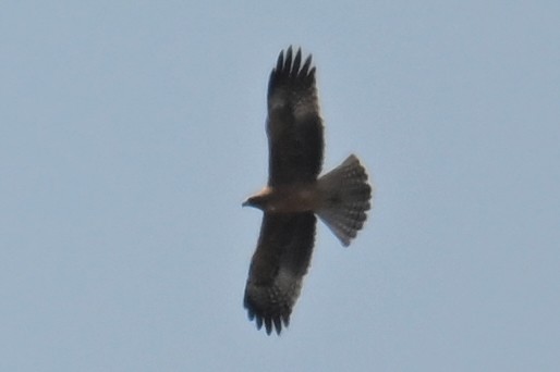 Águila Chica - ML615299237