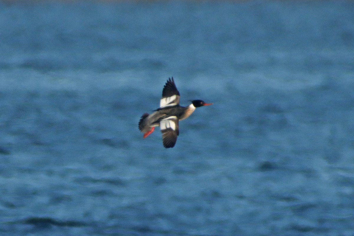 Red-breasted Merganser - ML615299289