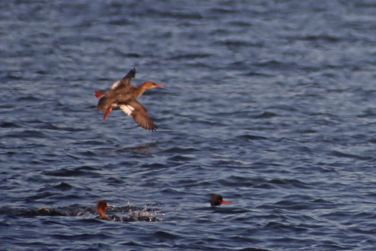 Red-breasted Merganser - ML615299290