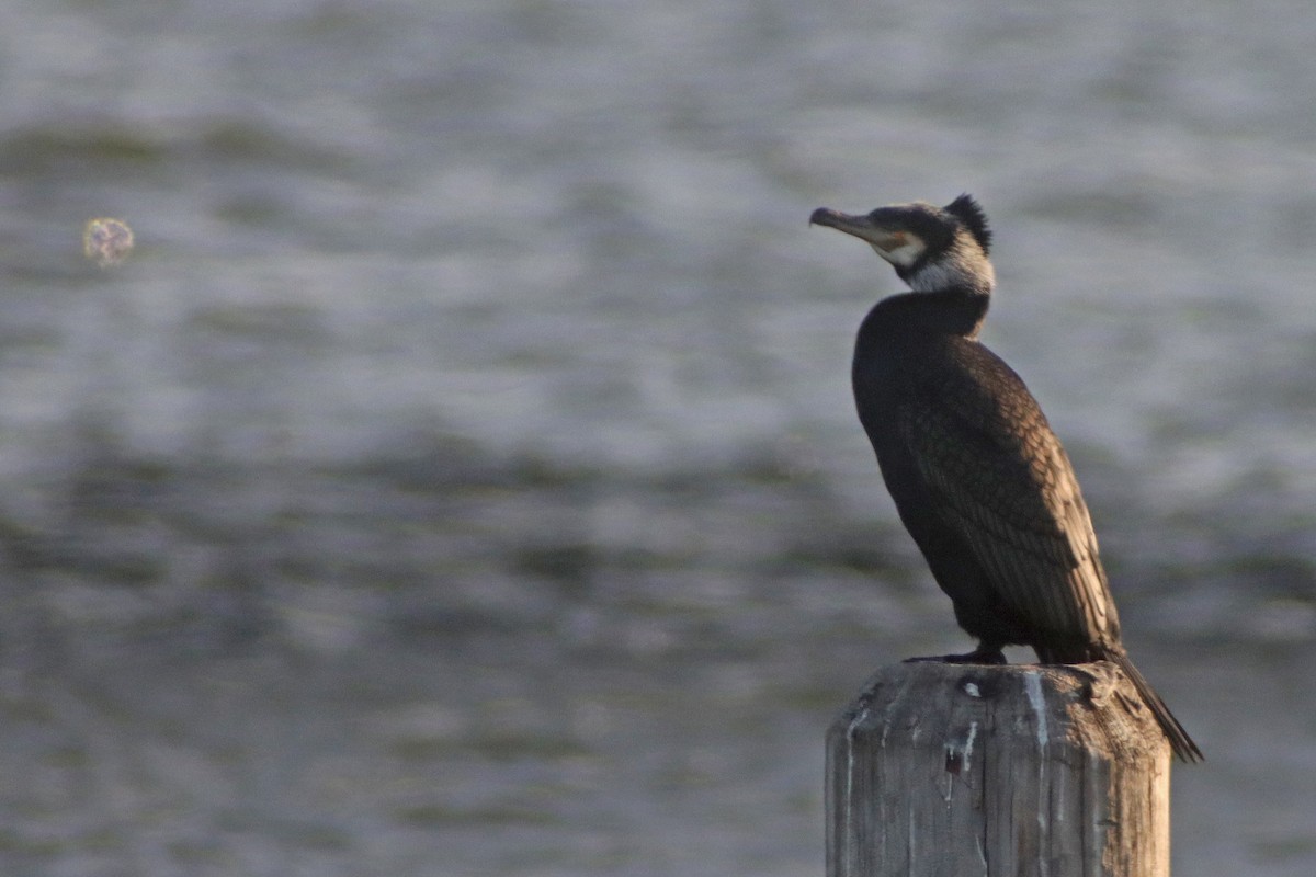 Cormorán Grande - ML615299300