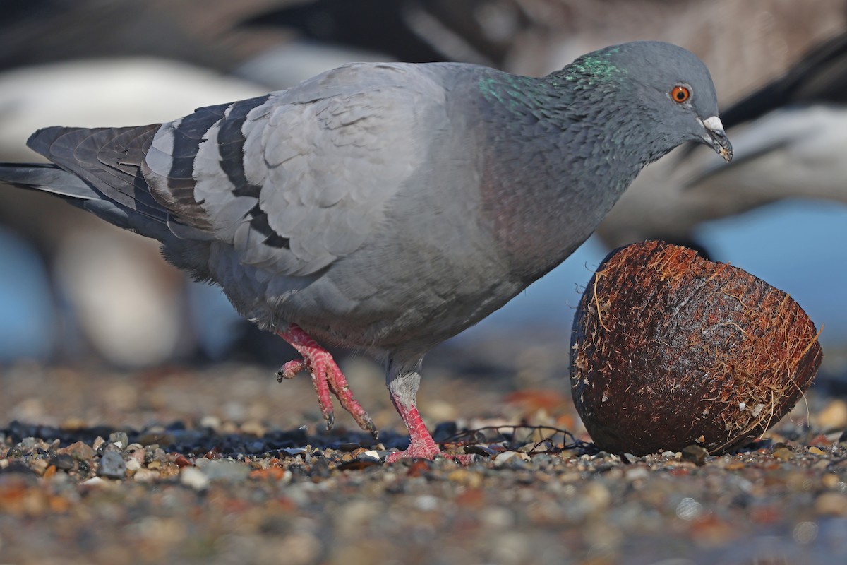 Rock Pigeon (Feral Pigeon) - ML615299338