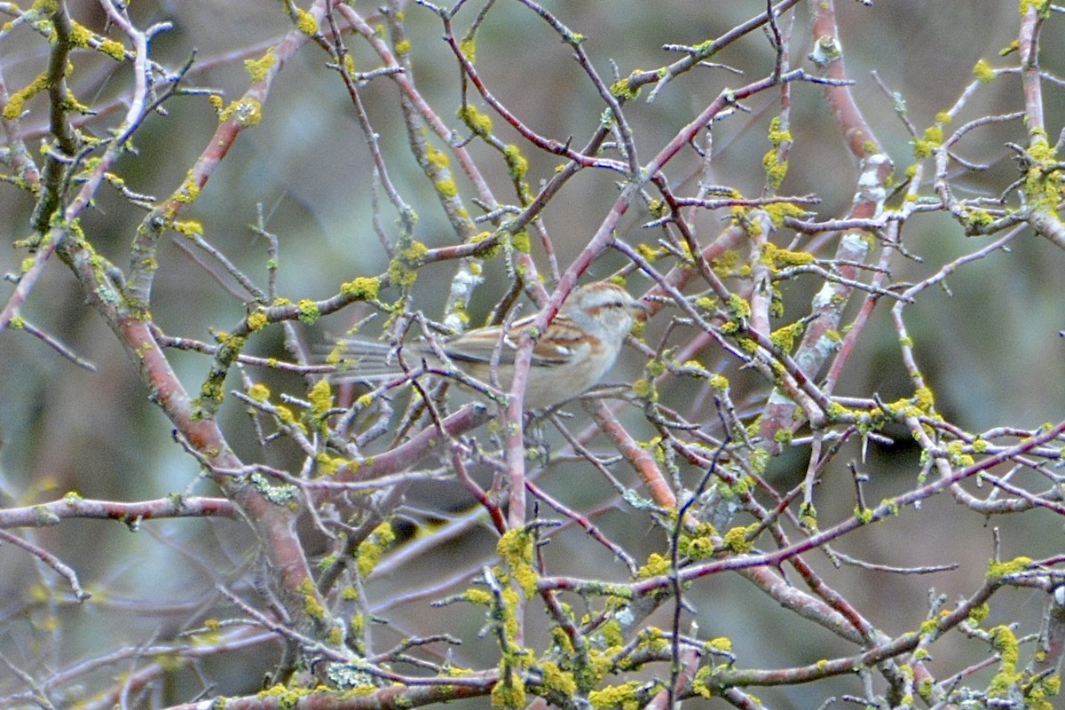 American Tree Sparrow - ML615299351