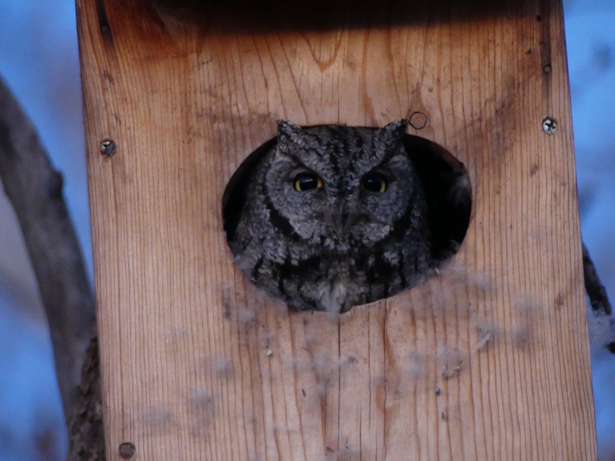 Western Screech-Owl - ML615299361