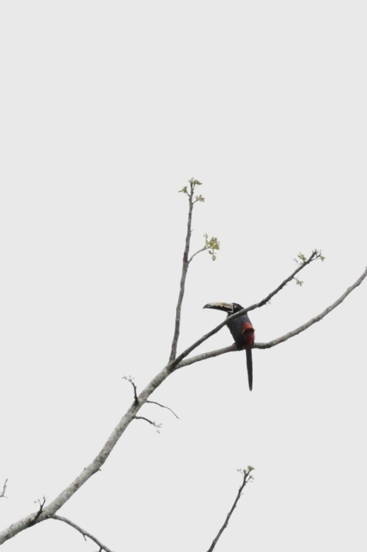 Collared Aracari - Eric Demers