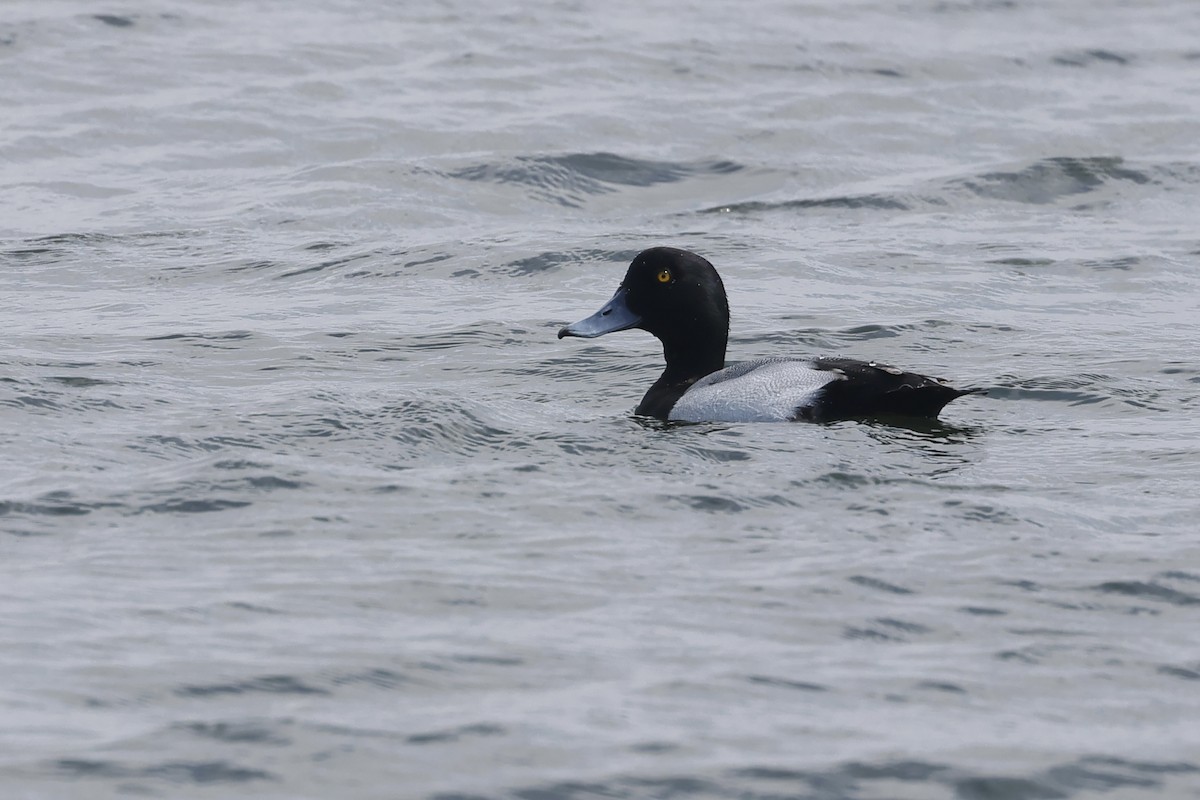 Greater Scaup - ML615299463