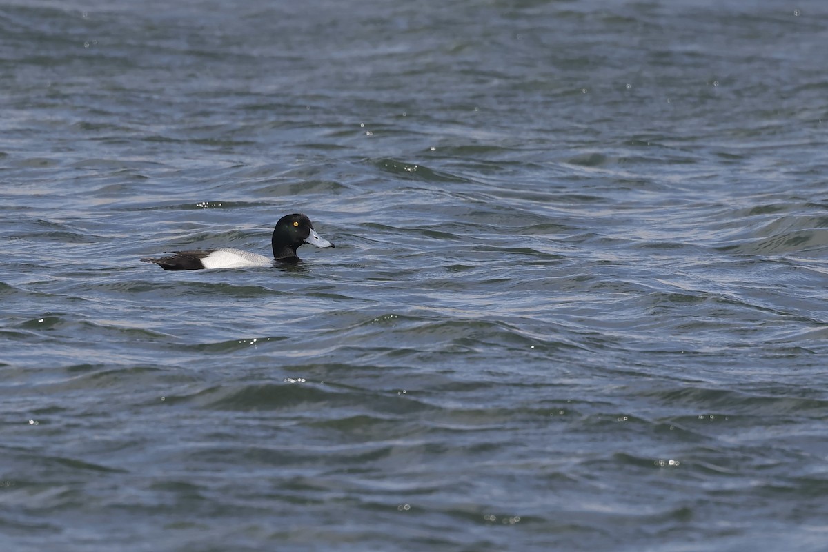 Greater Scaup - ML615299464