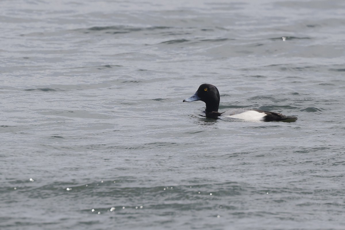 Greater Scaup - ML615299465