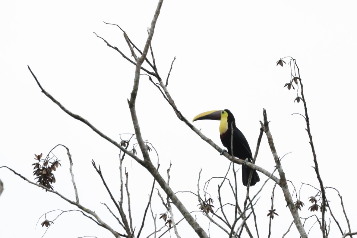 Yellow-throated Toucan - Eric Demers