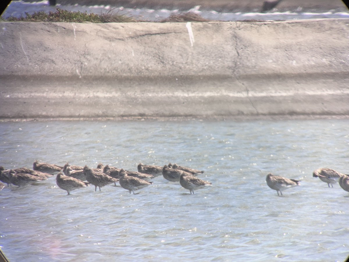 Eurasian Curlew - ML615299567