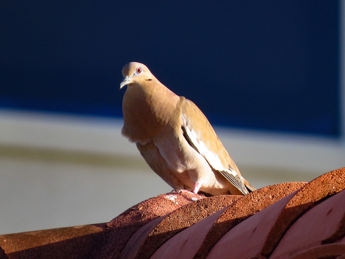 White-winged Dove - ML615299581