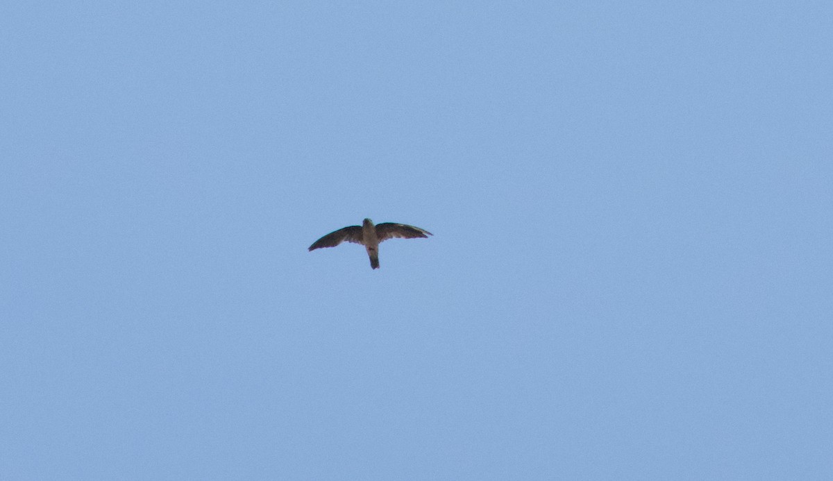 Germain's Swiftlet - ML615299599