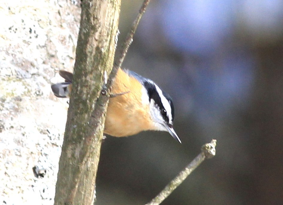 Red-breasted Nuthatch - ML615299642
