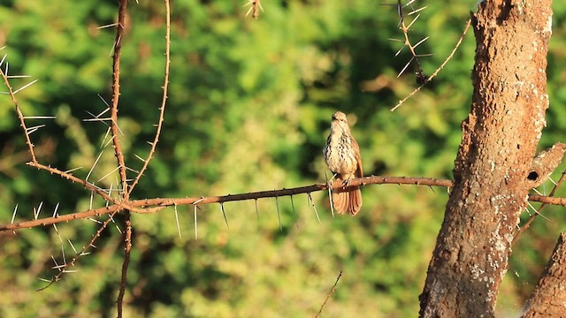 Spotted Morning-Thrush - ML615299707