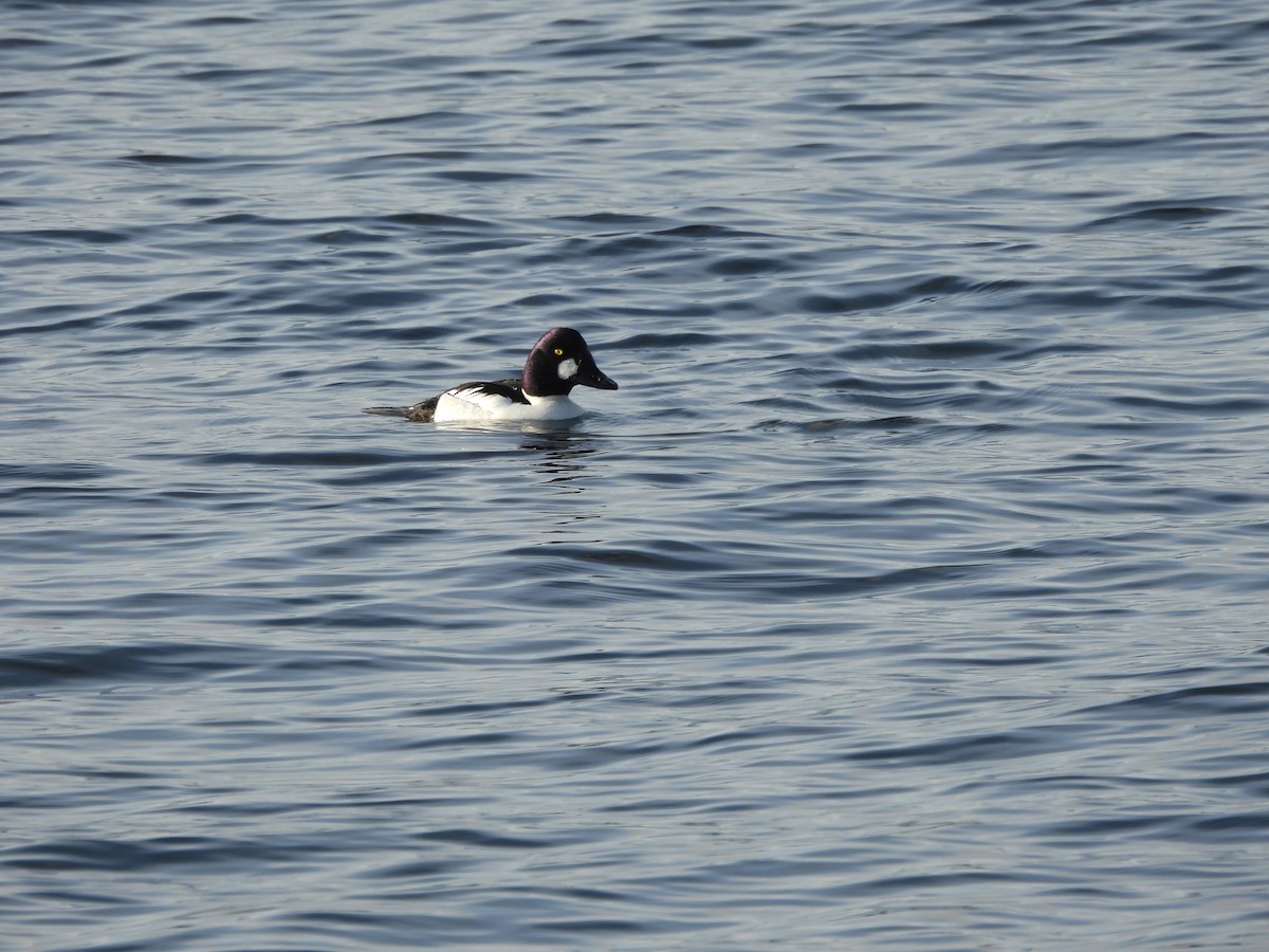 Common Goldeneye - ML615299740