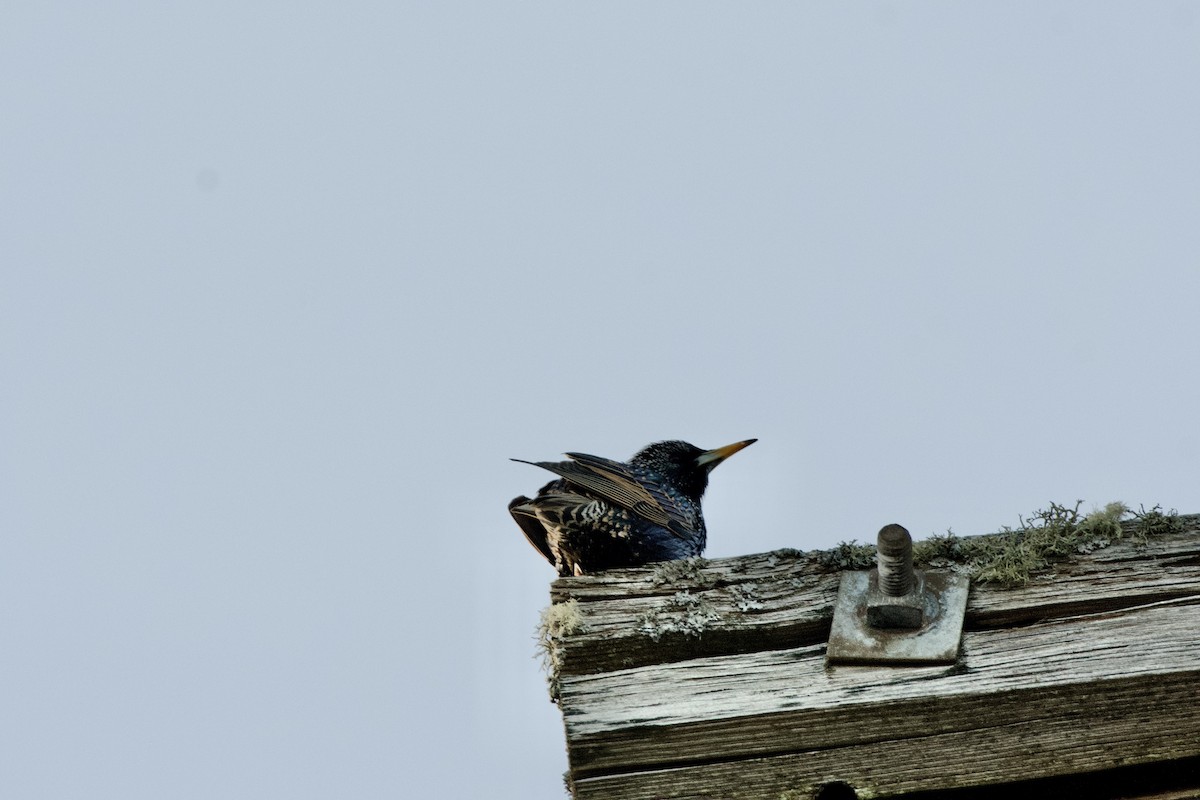 European Starling - Josh Snow