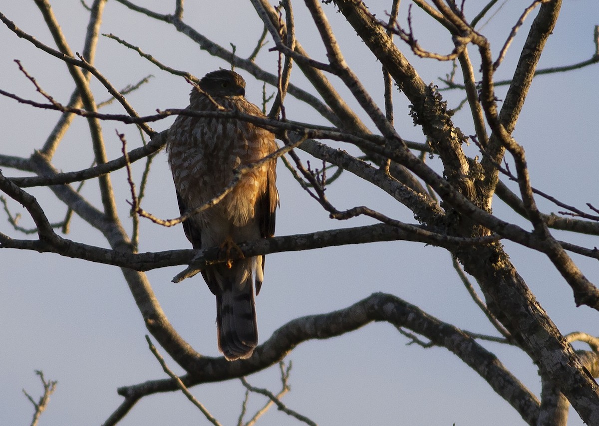 Sharp-shinned Hawk - ML615299790