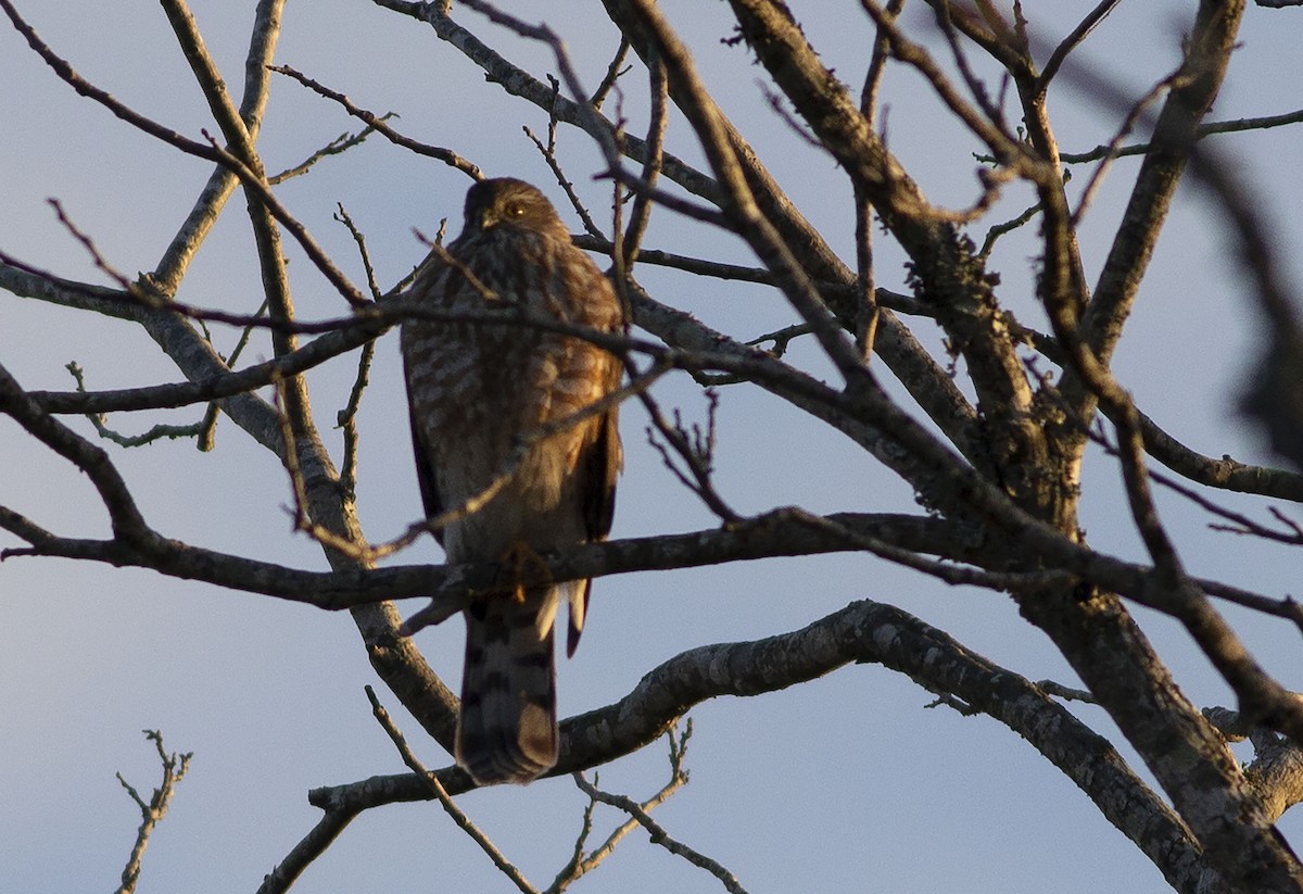 Sharp-shinned Hawk - ML615299791