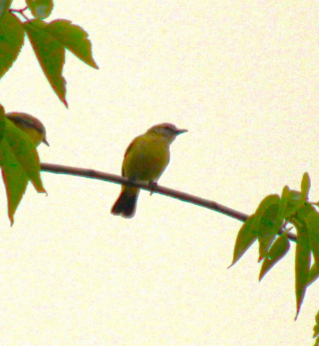 White-throated Gerygone - Scott Atkinson