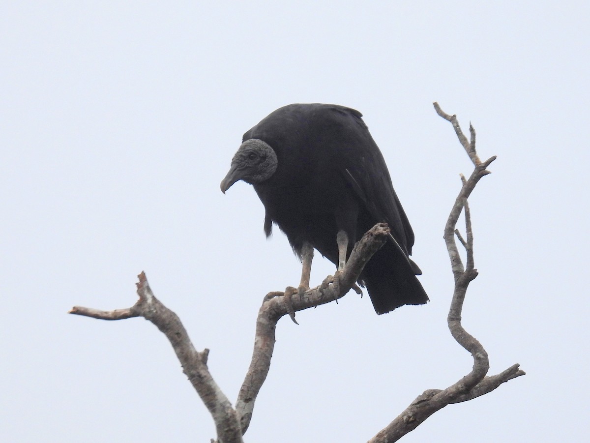 Black Vulture - ML615299869