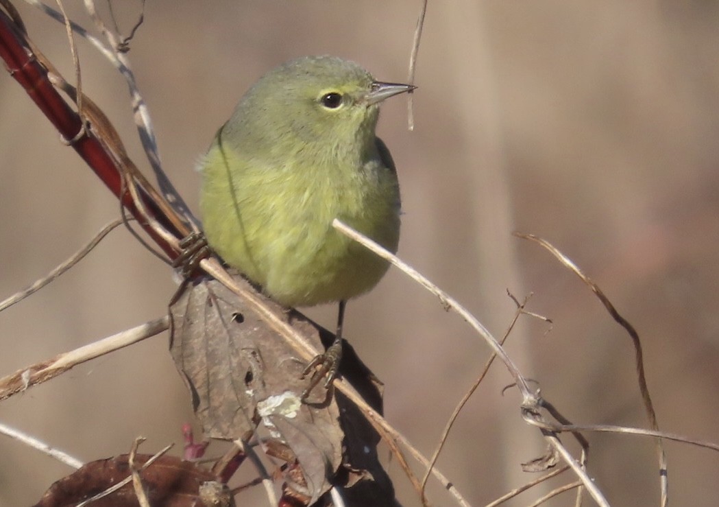 Orange-crowned Warbler - Bill Hohenstein