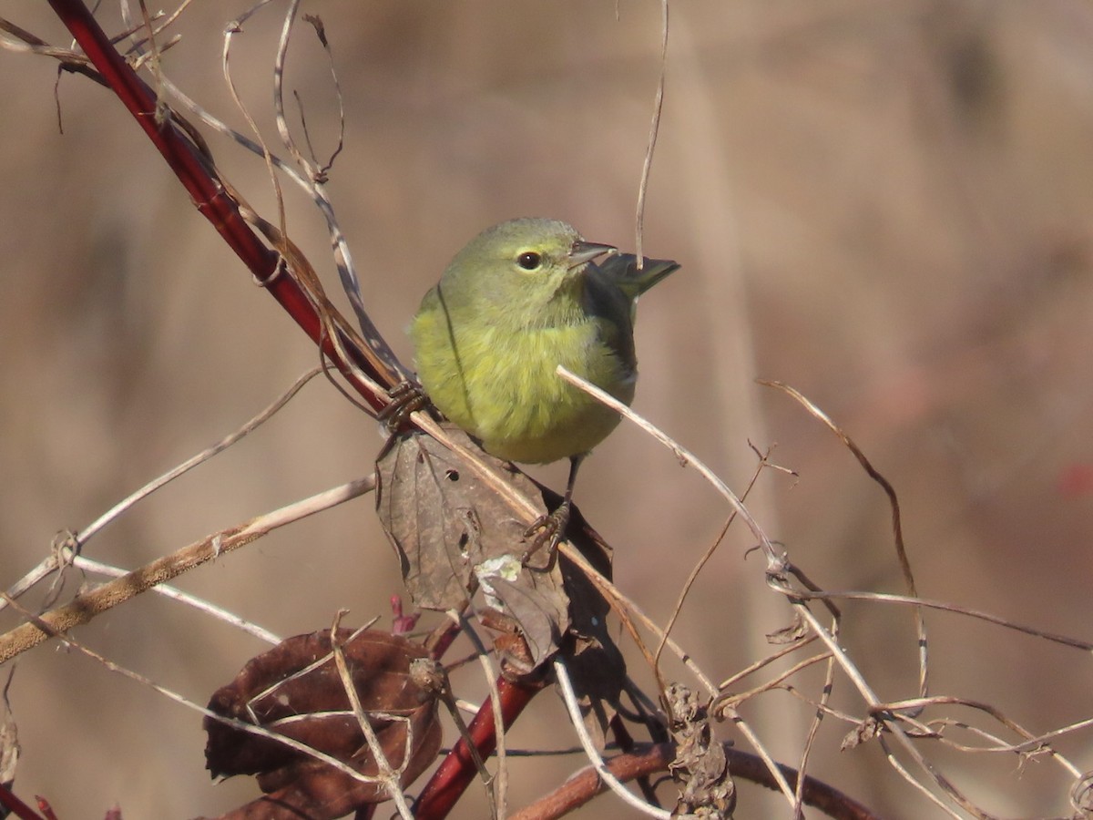 Orange-crowned Warbler - ML615299890