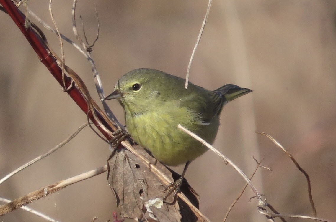 Orange-crowned Warbler - ML615299891