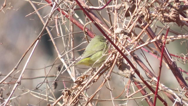 Orange-crowned Warbler - ML615299892