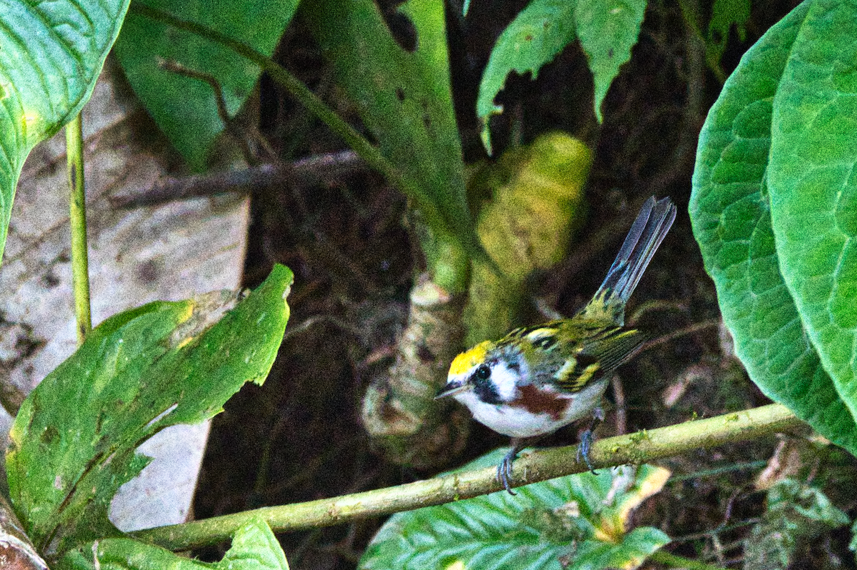 Пісняр-лісовик рудобокий - ML615299901