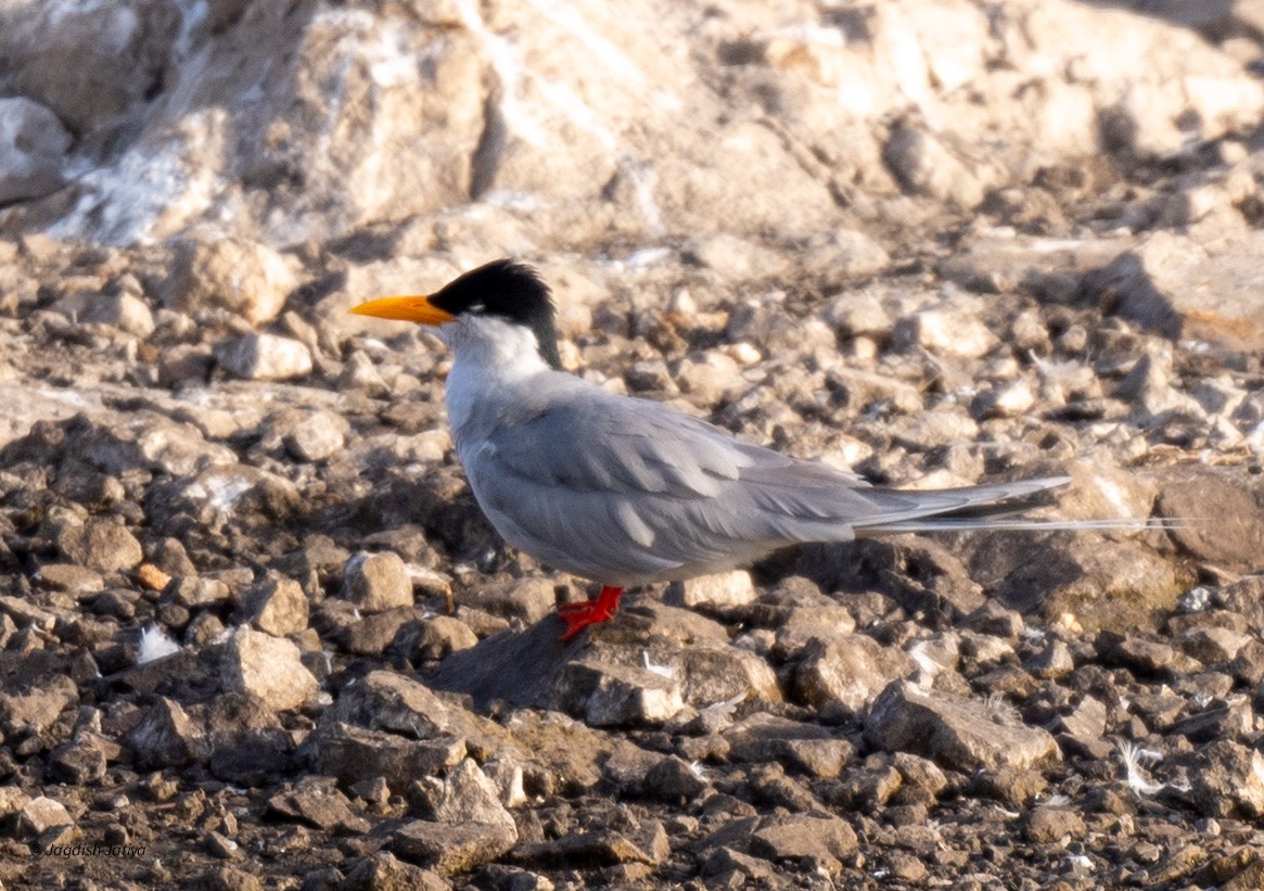 River Tern - ML615299973