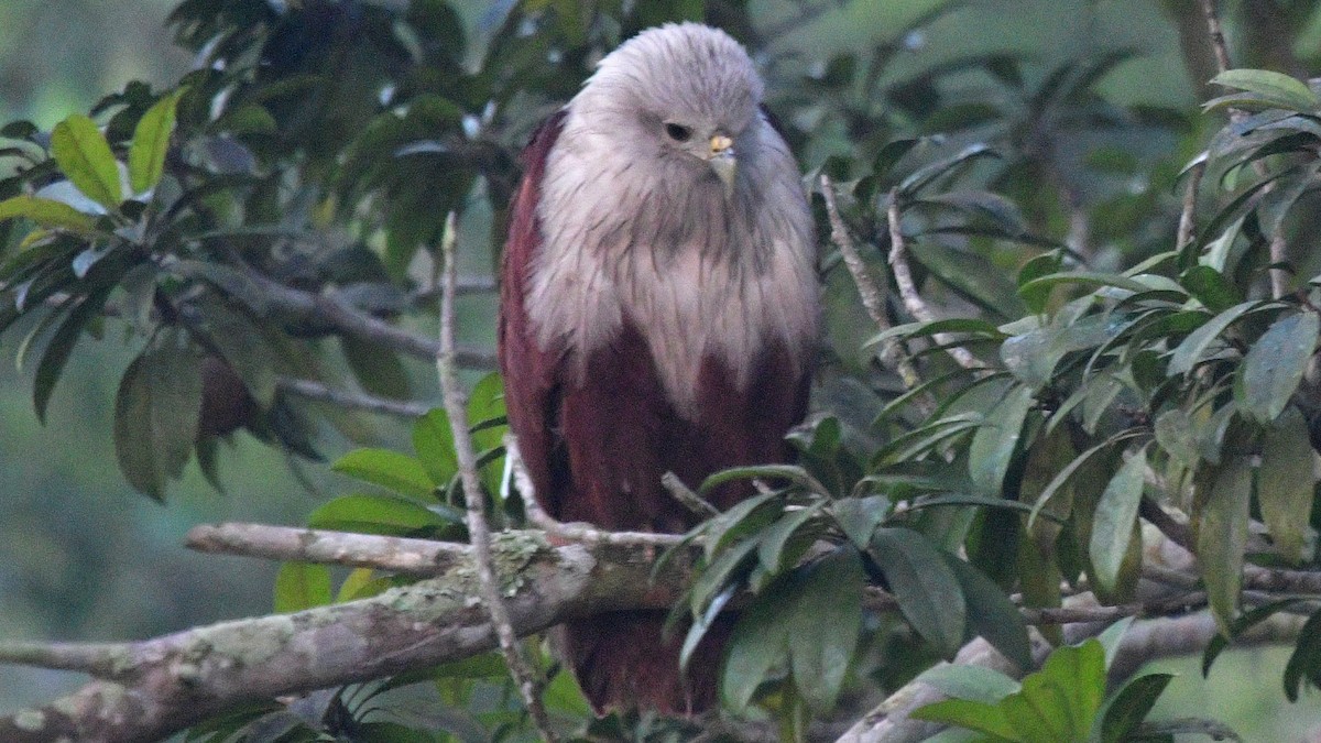 Brahminy Kite - ML615299974