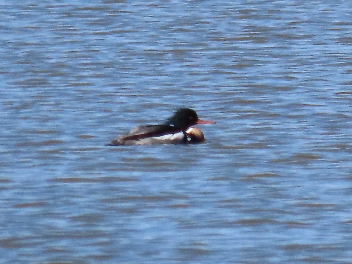 Red-breasted Merganser - ML615300052