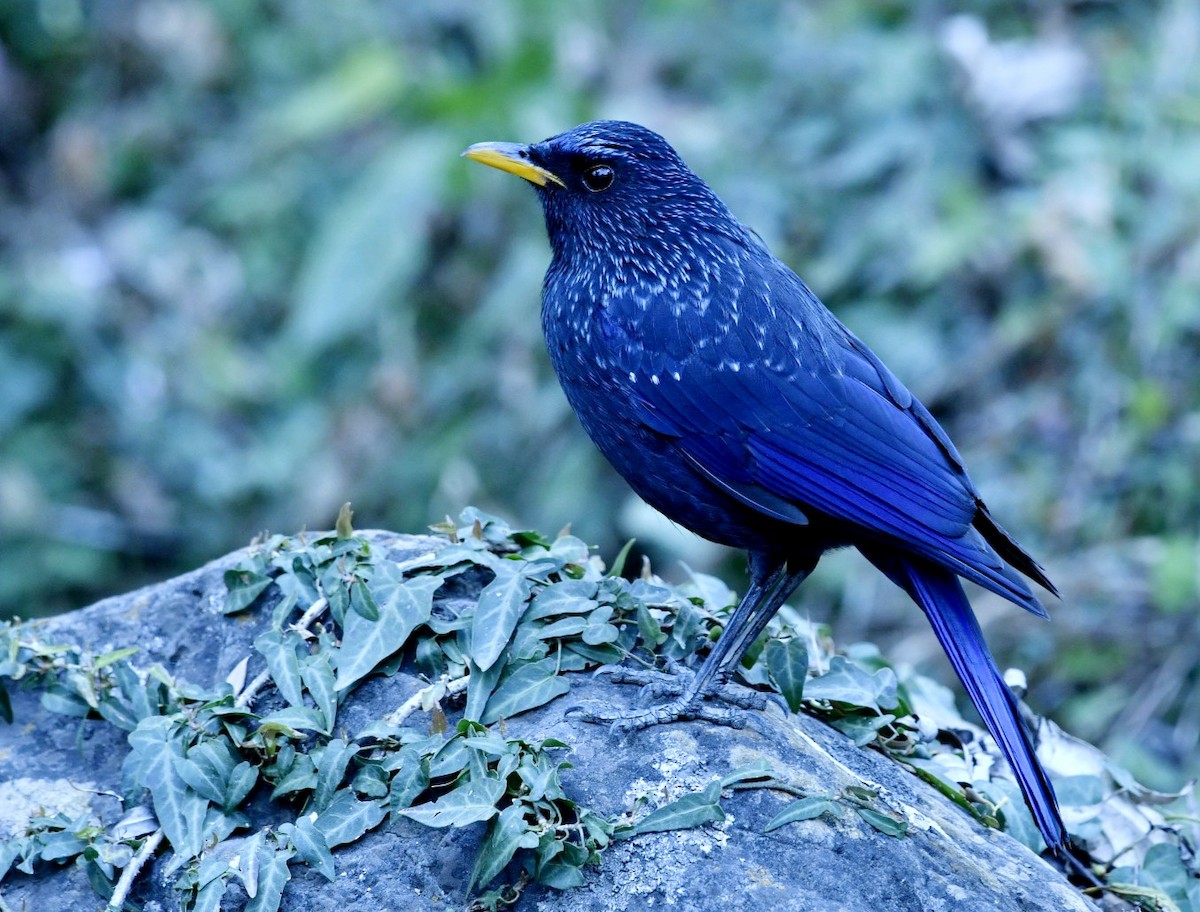 Синяя птица - ML615300098