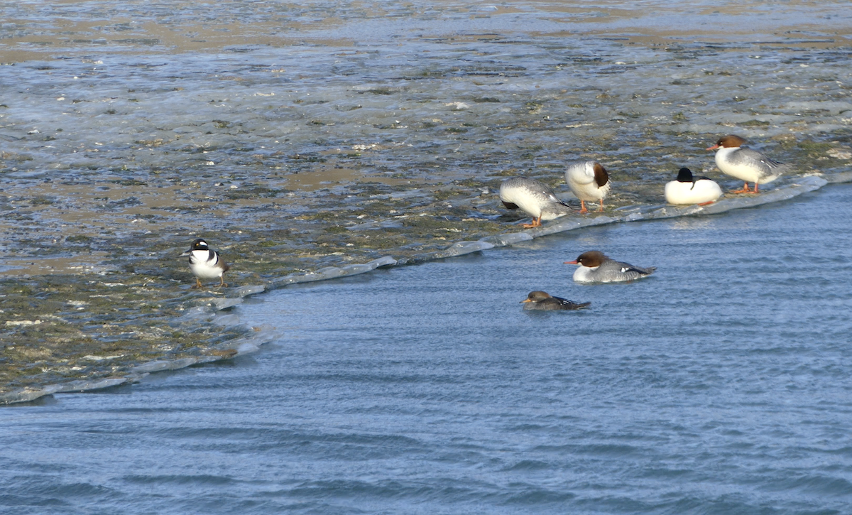 Hooded Merganser - ML615300151