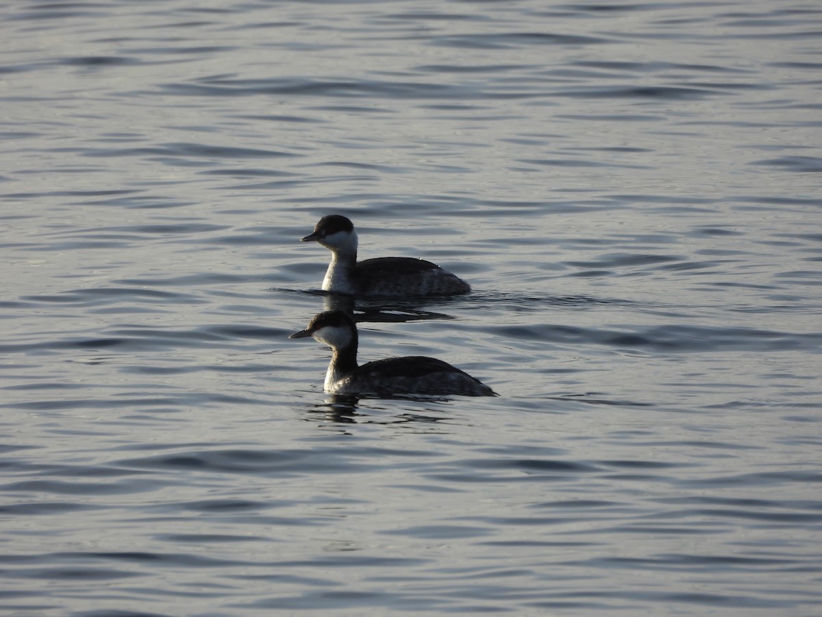 Horned Grebe - ML615300155