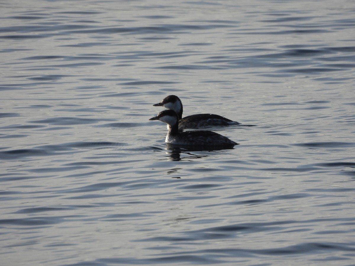 Horned Grebe - ML615300168