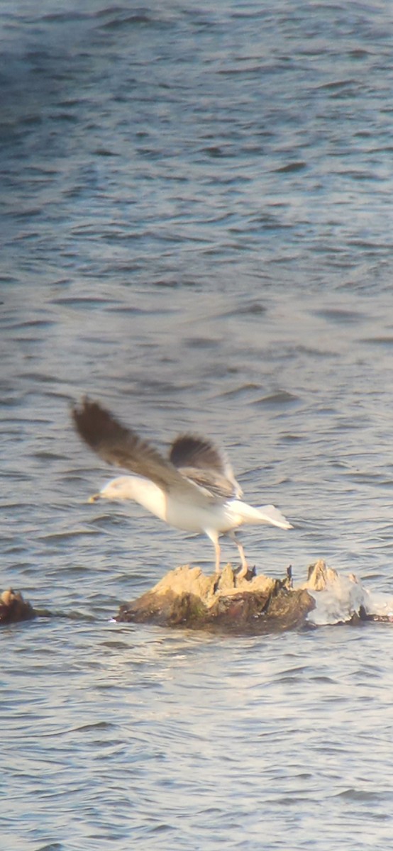 Lesser Black-backed Gull - ML615300198