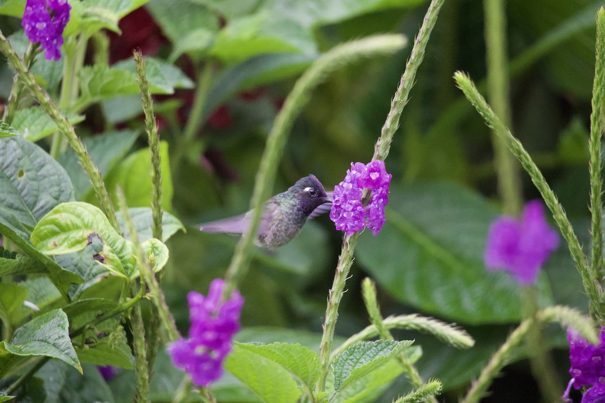 Violet-headed Hummingbird - ML615300208