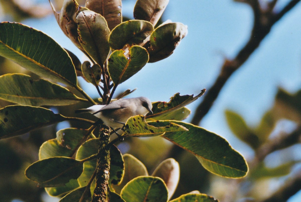 Mauritius Gray White-eye - ML615300238